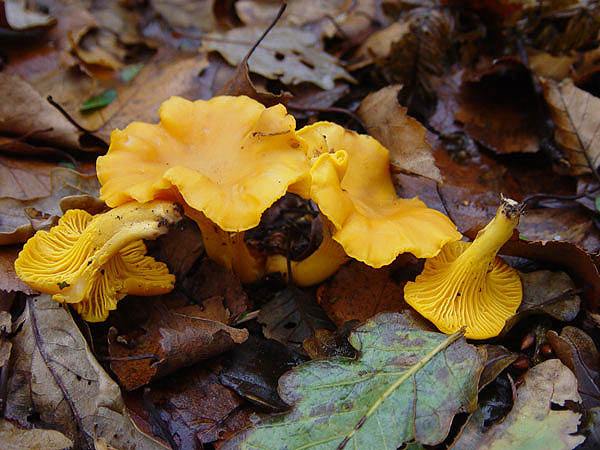  Image name: finferlo5.jpg 
 width: 600 pixel 
 height: 450 pixel 
 Size: 71022 bytes 
 Click to enlarge 